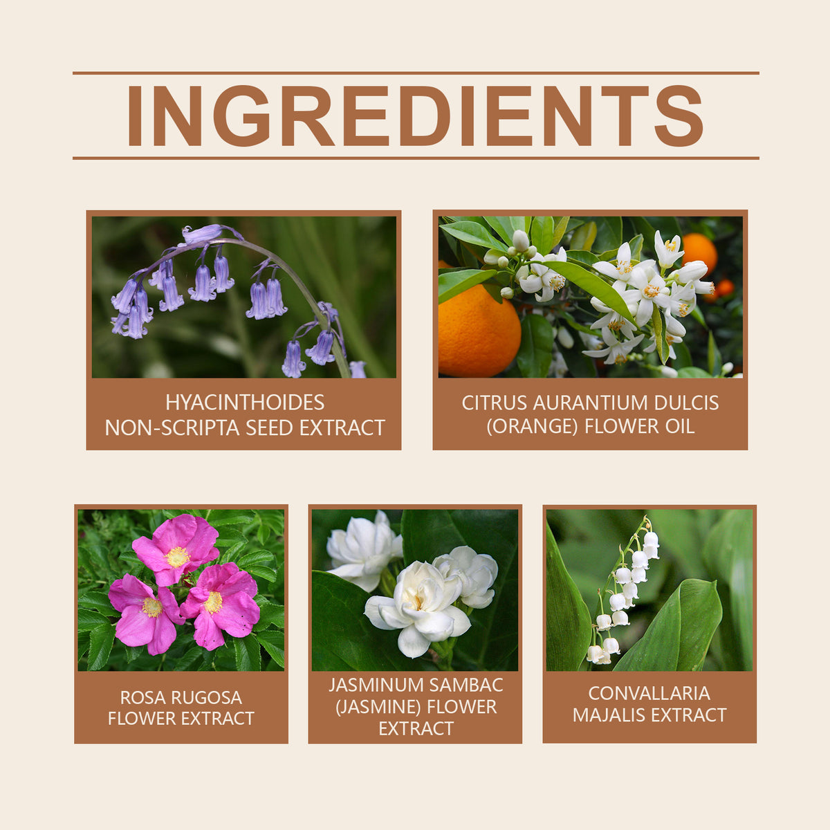Bellflower Perfume for Women | Sweet Orange & Rose